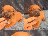 À réserver, 4 chiots Staffordshire Bull Terrier LOF