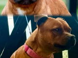 À réserver, 4 chiots Staffordshire Bull Terrier LOF