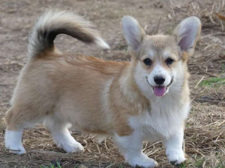 Des chiots Welsh Corgi Pembroke LOF à vendre