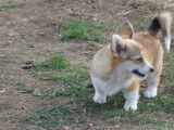 Des chiots Welsh Corgi Pembroke LOF à vendre