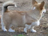 Des chiots Welsh Corgi Pembroke LOF à vendre