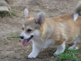 Des chiots Welsh Corgi Pembroke LOF à vendre