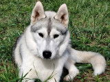 1 chiot femelle Husky Sibérien LOF disponible à l’achat