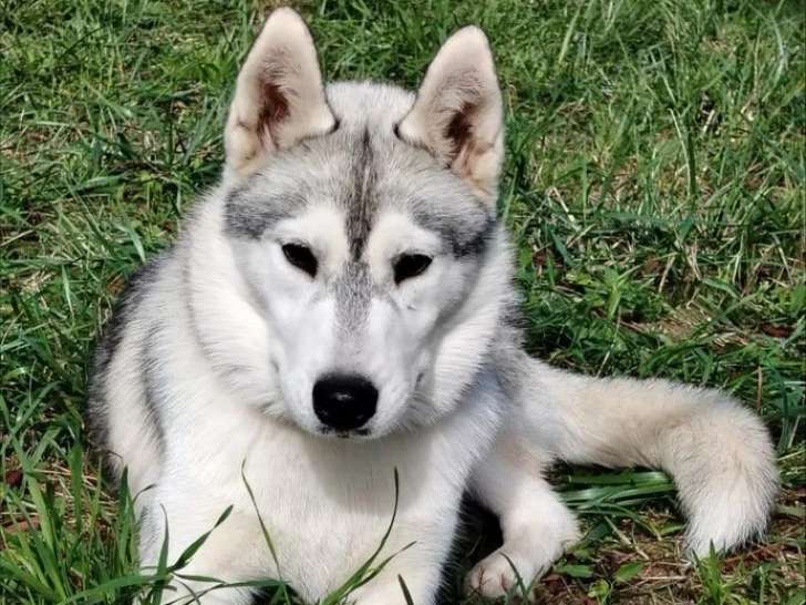 1 chiot femelle Husky Sibérien LOF disponible à l’achat