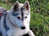 1 chiot femelle Husky Sibérien LOF disponible à l’achat