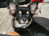 Chiot mâle Chihuahua à poil long disponible à la réservation (LOF)