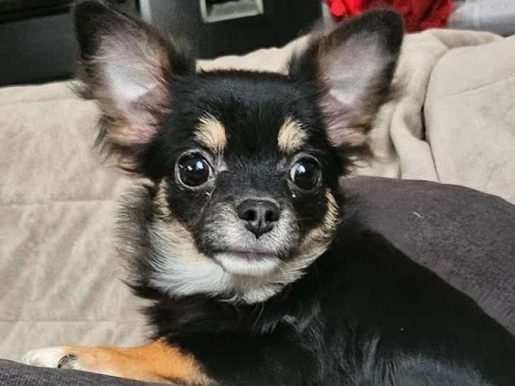 Chiot mâle Chihuahua à poil long disponible à la réservation (LOF)