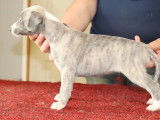 6 chiots Whippet LOF à réserver