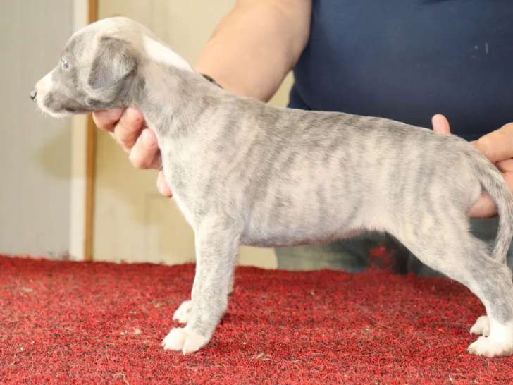 6 chiots Whippet LOF à réserver