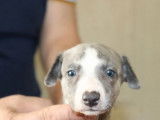 6 chiots Whippet LOF à réserver