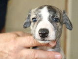 6 chiots Whippet LOF à réserver