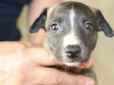 6 chiots Whippet LOF à réserver
