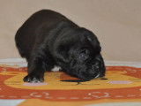 2 chiots femelles Cane Corso LOF à réserver