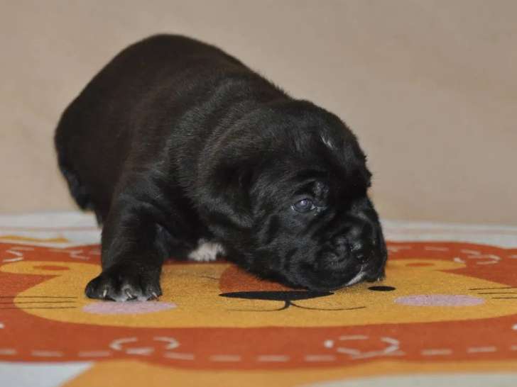 2 chiots femelles Cane Corso LOF à réserver