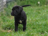 1 femelle Cane Corso LOF à réserver