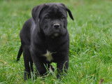 1 femelle Cane Corso LOF à réserver