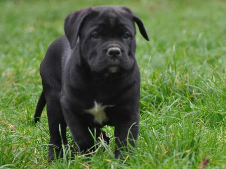 1 femelle Cane Corso LOF à réserver