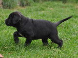 1 femelle Cane Corso LOF à réserver