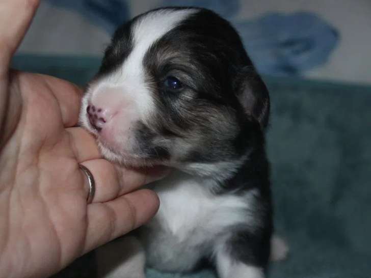 À réserver, chiots Welsh Corgi Pembroke (LOF)