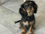À réserver, 1 chiot mâle Cavalier King Charles (LOF)