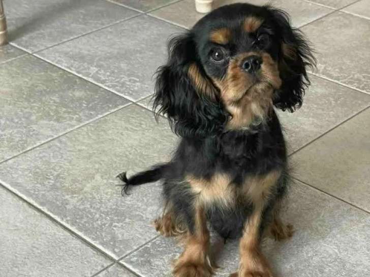 À réserver, 1 chiot mâle Cavalier King Charles (LOF)