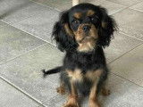À réserver, 1 chiot mâle Cavalier King Charles (LOF)