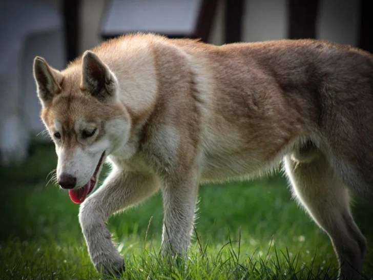 À vendre, chiot mâle Husky de Sibérie LOF