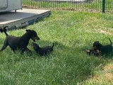 Chiots Pinscher Nain LOF à vendre
