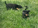 Chiots Pinscher Nain LOF à vendre