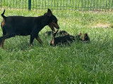 Chiots Pinscher Nain LOF à vendre