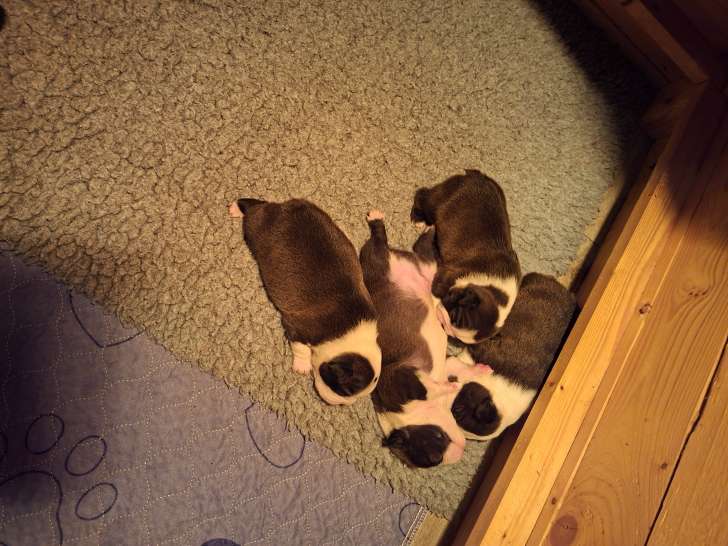 Chiots Boston Terrier à vendre