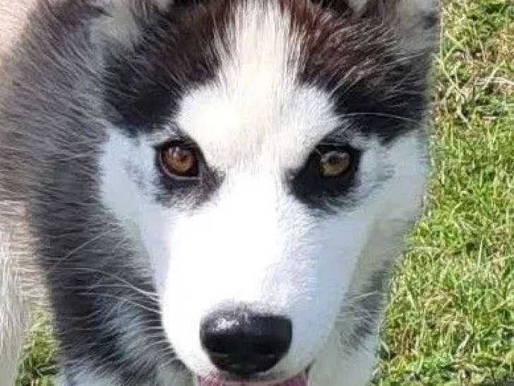 Chiot mâle Husky de Sibérie LOF à vendre