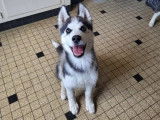 Chiot mâle Husky de Sibérie LOF à vendre