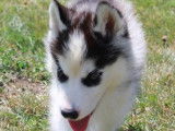 Chiot mâle Husky de Sibérie LOF à vendre