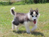 Chiot mâle Husky de Sibérie LOF à vendre