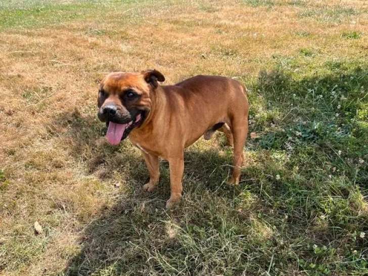 Chien adulte Staffordshire Bull Terrier LOF à vendre