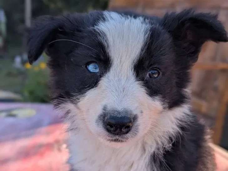 6 chiots Border Collie LOF disponibles à l’achat