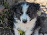 6 chiots Border Collie LOF disponibles à l’achat
