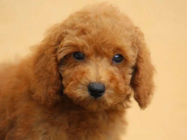 1 chiot mâle Caniche Nain LOF à vendre