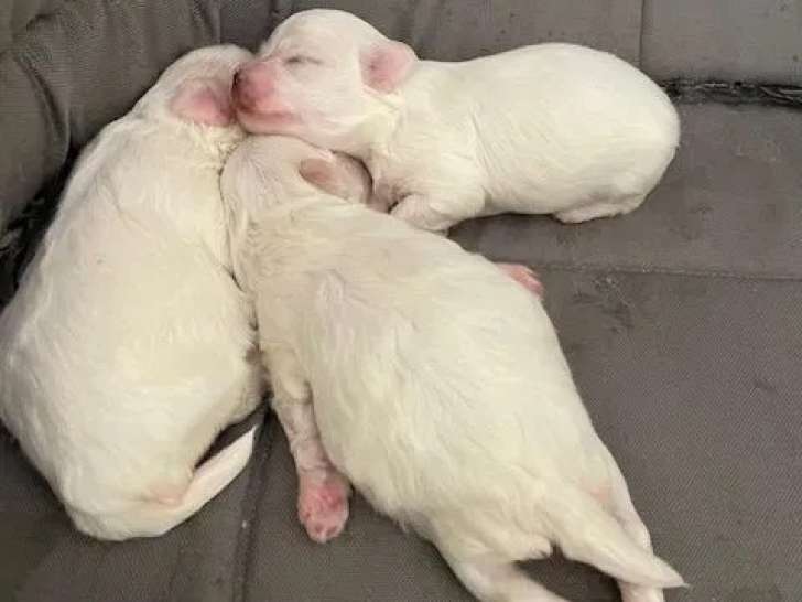 3 chiots Bichons Maltais LOF à réserver