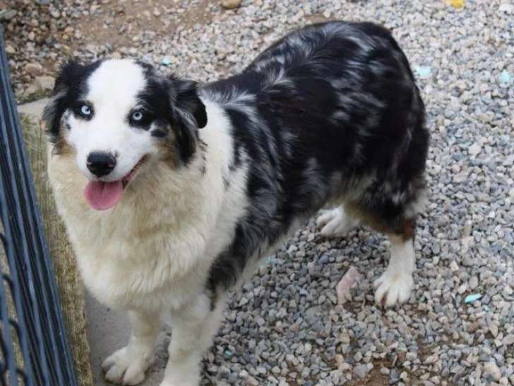 Chien adulte femelle Berger Australien LOF à réserver