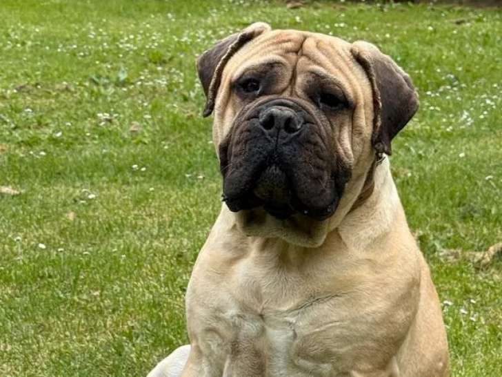 Chienne Bullmastiff LOF à vendre