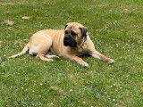 Chienne Bullmastiff LOF à vendre