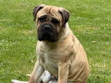 Chienne Bullmastiff LOF à vendre