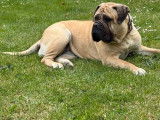 Chienne Bullmastiff LOF à vendre