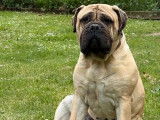 Chienne Bullmastiff LOF à vendre
