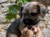 Chiots Border Terriers disponibles à la réservation (LOF)