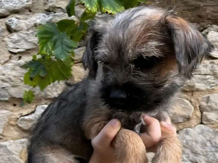 Chiots Border Terriers disponibles à la réservation (LOF)