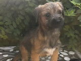 Chiots Border Terriers disponibles à la réservation (LOF)