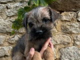Chiots Border Terriers disponibles à la réservation (LOF)